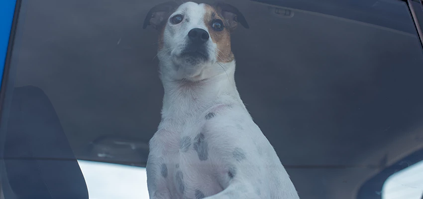 Car Lockout Solutions in Joshua Tree, California